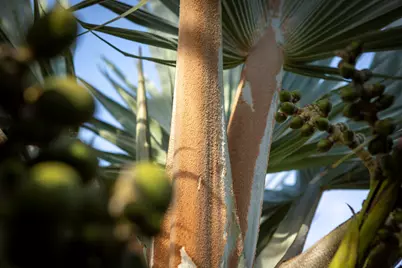 0 Pelican Ridge-Mill Reef, Almont, CO  - Photo 55