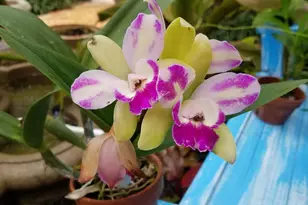 226 NE 1st Ave, Delray Beach, FL 33444 - Photo 49