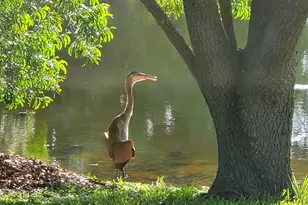 6711 Dickinson Terrace, Port Saint Lucie, FL 34952 - Photo 35