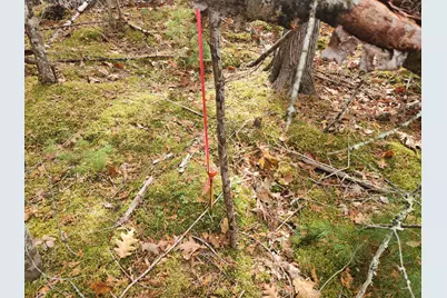 Lot B Blackberry Lane, Buckfield, ME 04220 - Photo 5