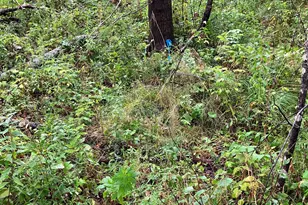 00 Scotts Hill Rd, East Machias, ME 04630 - Photo 1