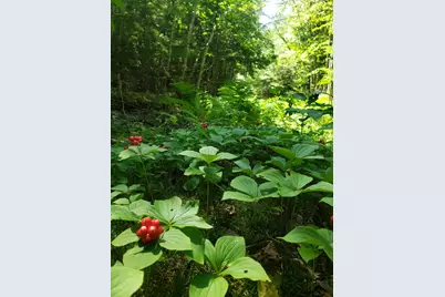 Lot # Old Commonwealth, Enfield, ME 04493 - Photo 9