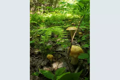 Lot # Old Commonwealth, Enfield, ME 04493 - Photo 11