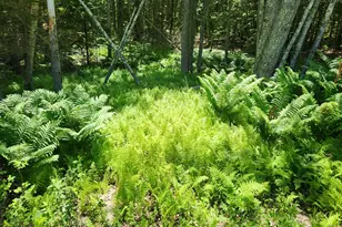 0 Sebasco Rd, Phippsburg, ME 04562 - Photo 1