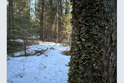 Map13Lot11 Field View Road, Fryeburg, ME 04037 - Photo 19