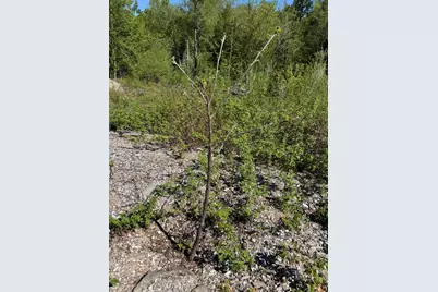 Lot 13 Route 9, Aurora, ME 04428 - Photo 13