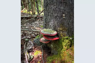 150 Post Office Road, Westport, ME 04578 - Photo 7