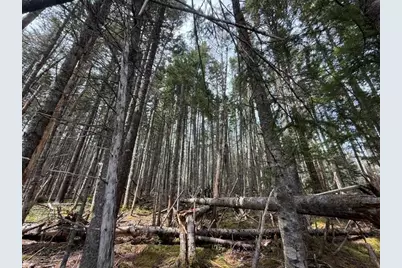 Lot 6 Holmes Bay Farms Road, Whiting, ME 04691 - Photo 51