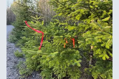 Lot 009 Off Of Reynolds Brook Road, Whiting, ME 04691 - Photo 5