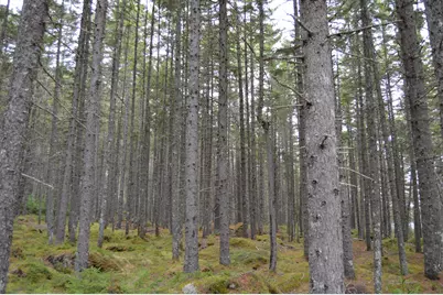 M1 L12-10 Toothaker Island, Rangeley Plt,  04970 - Photo 49
