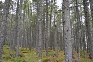 M1 L12-10 Toothaker Island, Rangeley Plt,  04970 - Photo 49