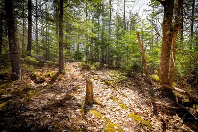 Lot 9 Bluff Road, Bar Harbor, ME 04609 - Photo 23