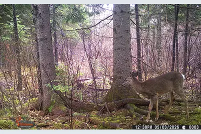 345 McIntyre Road, Woodland, ME 04736 - Photo 25