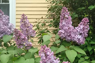 389 Higgins Rd, Pittsfield, ME 04967 - Photo 65