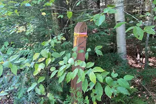 M06-Lot18A Sys Rd, Lakeville, ME 04487 - Photo 1
