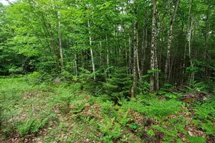 Lot 50 (Map 14), Andover, ME 04216 - Photo 1
