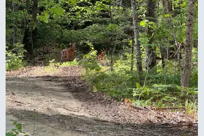 Map 10 Lot 1 Dow Brook Road, Peru, ME 04290 - Photo 5