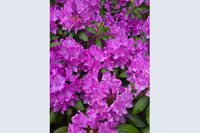 17 Mt Mount Kineo Road, Kennebunkport, ME 04046 - Photo 43