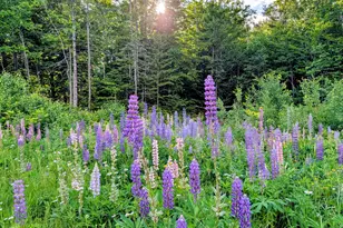 147 Calvin Gray Rd, Madrid Twp, ME 04966 - Photo 57