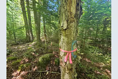 Lot 3 Martins Ridge Road, Franklin, ME 04634 - Photo 5