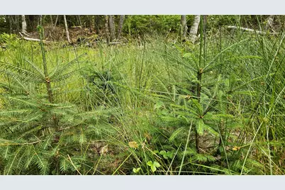 Lot 42 Colby Road, Westport, ME 04578 - Photo 19