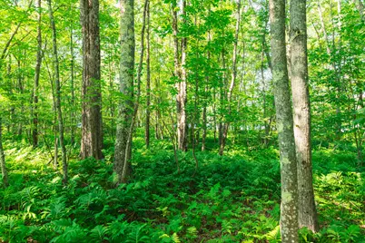 Lot #1 Main Road, Milford, ME 04461 - Photo 11