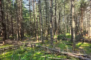 871 Estabrook Rd, Amity, ME 04471 - Photo 39