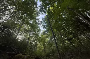 79 Bear Mountain Way, Swanville, ME 04915 - Photo 3