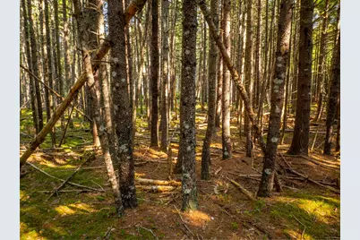 M57, L20 Paul Bunyan Road, Gouldsboro, ME 04607 - Photo 17