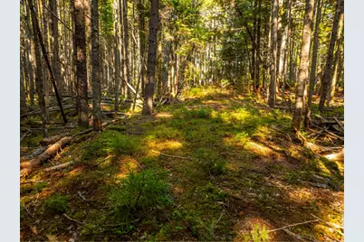 M57, L20 Paul Bunyan Road, Gouldsboro, ME 04607 - Photo 11