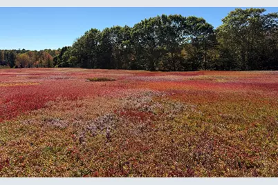 Map31Lot29 Land-Perkins, Blue Hill, ME 04614 - Photo 23