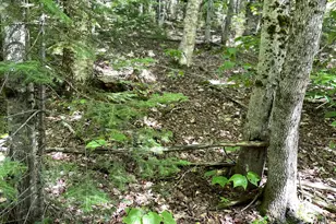 Lot#16M-2 Campbell Rd, Kingsbury Plt, ME 04660 - Photo 19