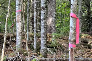 Lot 7 Morrison Brook Rd, Oakfield, ME 04763 - Photo 27