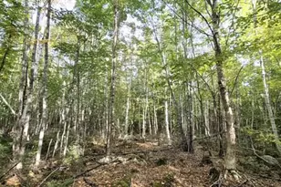Lot 7 Morrison Brook Rd, Oakfield, ME 04763 - Photo 19