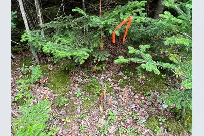 Lot #3 Pyne Cove Road, Steuben, ME 04680 - Photo 11
