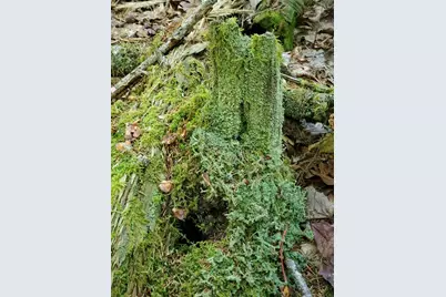 0 Reach and Folly Roads, Brooklin, ME 04616 - Photo 13