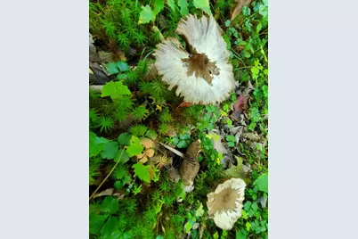 0 Reach and Folly Roads, Brooklin, ME 04616 - Photo 27