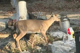 63 Orcutt Mountain Rd, Bucksport, ME 04416 - Photo 53