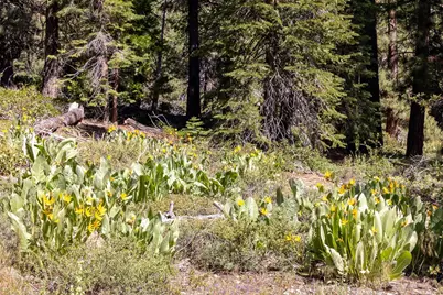 3100 North Lake Boulevard, Tahoe City, CA 96145 - Photo 23