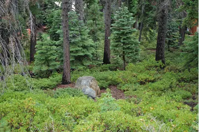 8974 Woodland Drive, Meeks Bay, CA 96142 - Photo 3