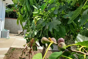 8130 Grimsby Ave, Los Angeles, CA 90045 - Photo 33