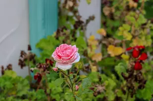 520 Barker Pass Rd, Santa Barbara, CA 93108 - Photo 55