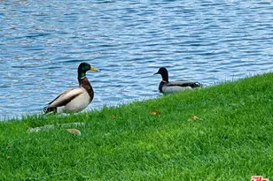 27 Via Valverde, Cathedral City, CA 92234 - Photo 51