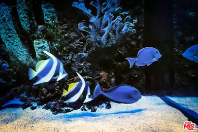 15743 Hesby St, Encino, CA 91436 - Photo 75