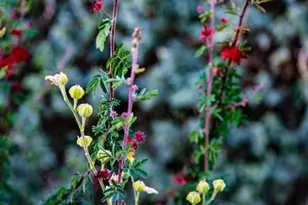 20307 Mobile St, Winnetka, CA 91306 - Photo 43