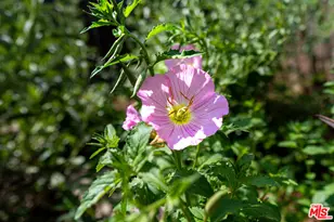 4015 Shelburn Ct, Los Angeles, CA 90065 - Photo 27