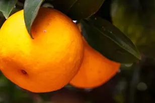 [Address not provided], Somis, CA 93066 - Photo 1