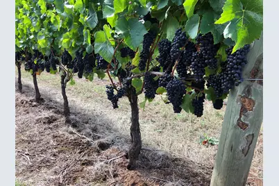 7820 SE Amity Road, Amity, OR 97101 - Photo 5