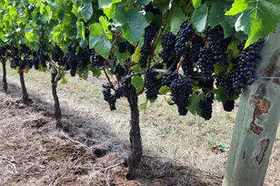 7820 SE Amity Rd, Amity, OR 97101 - Photo 5