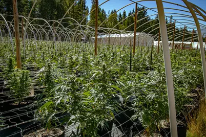 1801 Davis Creek Road, Selma, OR 97538 - Photo 5